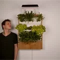 Pflanzen, Wand